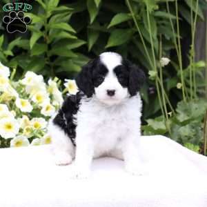 Demi (F1 B), Cavapoo Puppy
